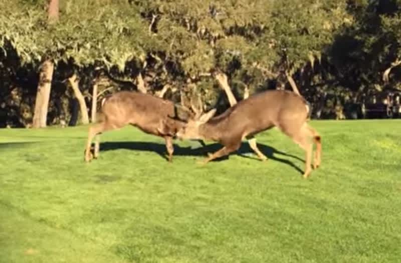 Video: Buck Fight Spills Out onto Golf Course