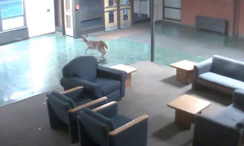 Video: Deer Crashes Through Augustana College Dorm Window
