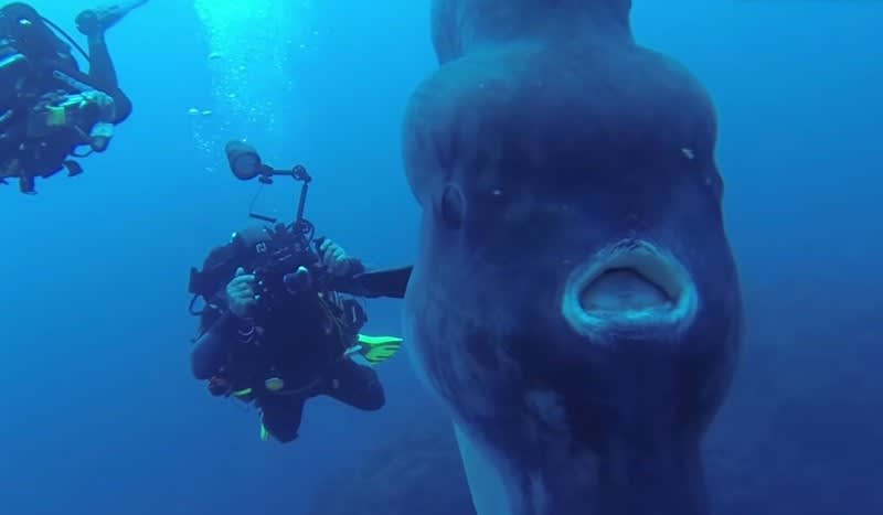 Video: Divers Encounter Massive Alien-like Fish near Portugal