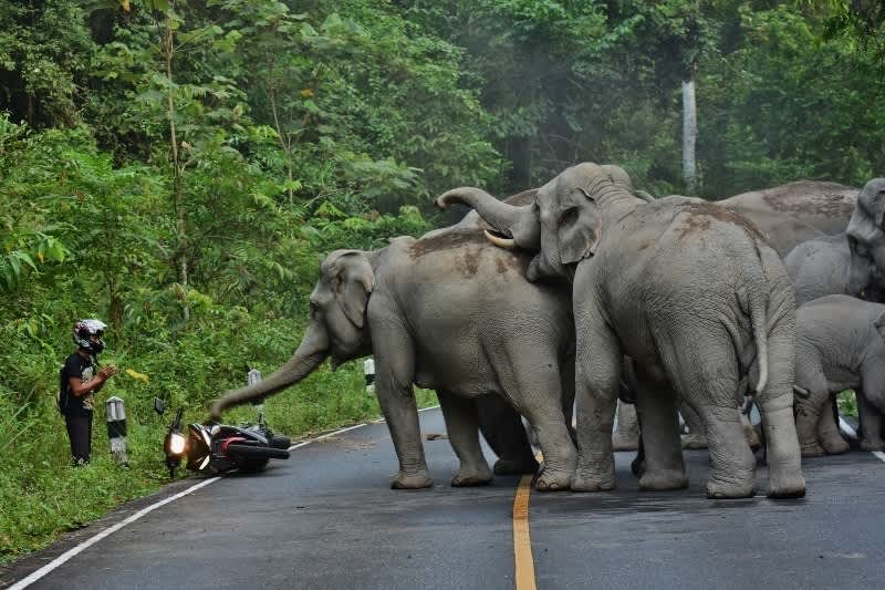 Video: Elephant Herd Runs Moped Rider Off Road