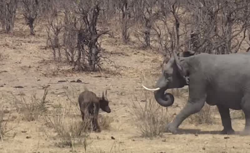 Video: Enraged Bull Elephant Impales Young Buffalo