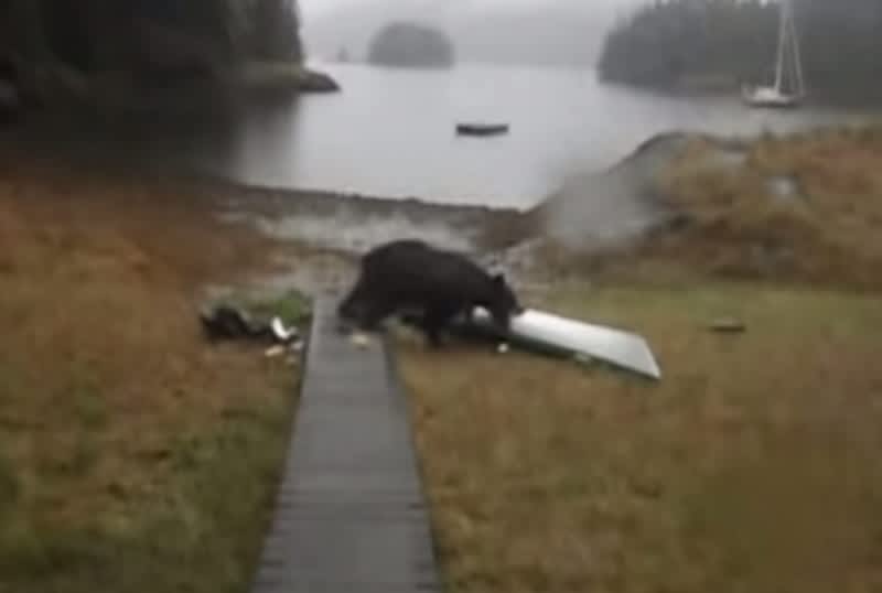 Video: Hysterical Woman Pleads with Bear to Not Eat Her Kayak