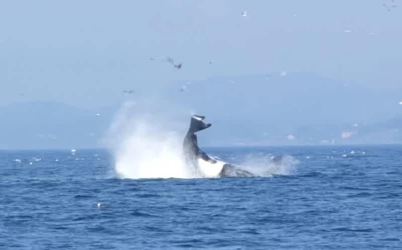 Video: Orca Flings Seal 80 Feet into the Air