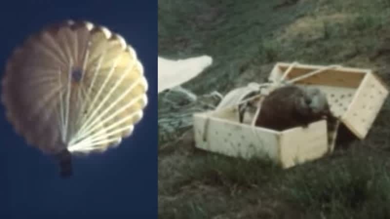 Rediscovered Footage Shows Parachuting Beavers Being Tossed from Planes