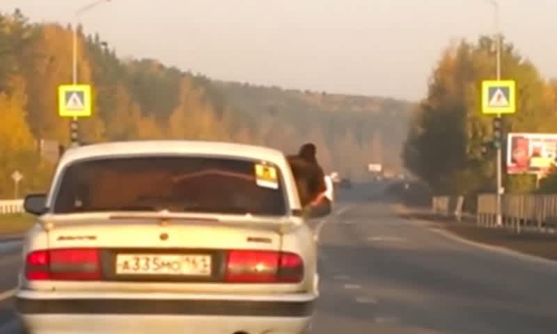 Video: Russian Motorist with Bear Not Charged Because It Had Seatbelt On