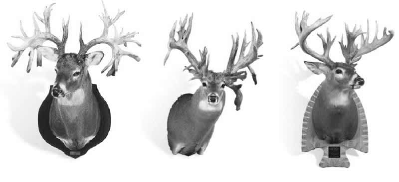 Video: The 10 Largest Non-typical Whitetail Deer of All Time