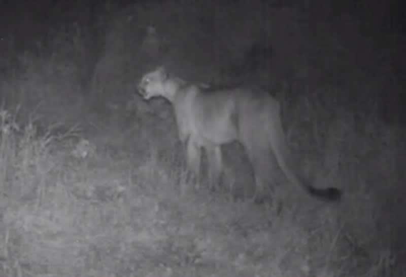 Video: The Mating Scream of a Female Mountain Lion
