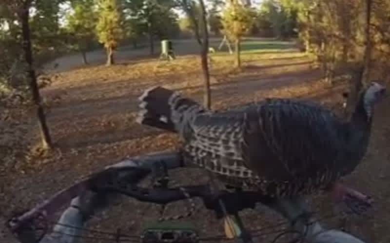 Video: Turkey Interrupts Deer Hunt By Landing on Hunter’s Bow