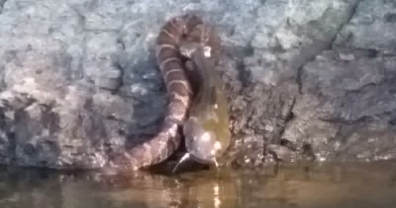 Video: Water Snake Drags Catfish from North Carolina Lake