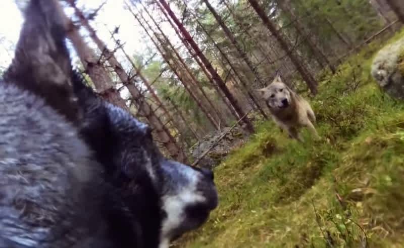 Wolf Attack on Swedish Hunting Dog Caught on GoPro