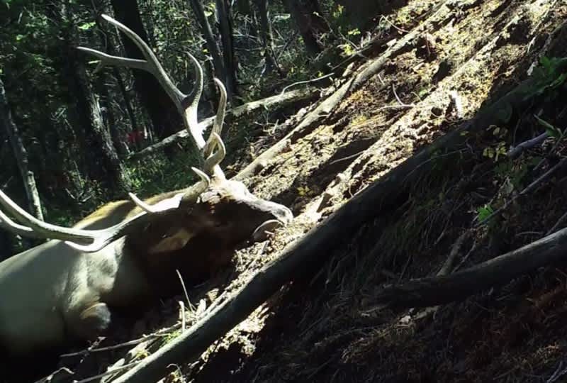Video: Young Bull Elk Struggles to Stay Awake