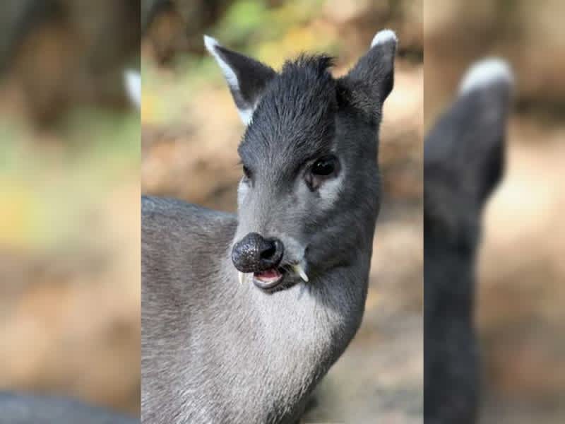 The 4 Weirdest Deer Species on the Planet