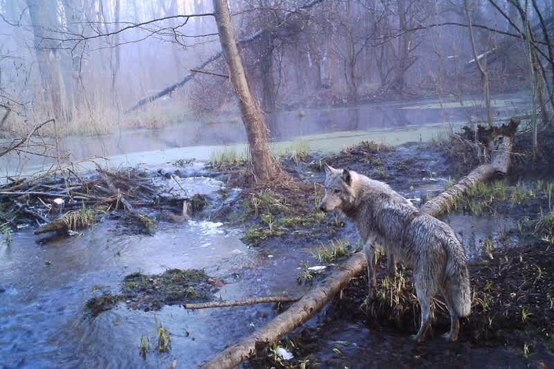 Study: Wolves Have Taken Over the Chernobyl Exclusion Zone
