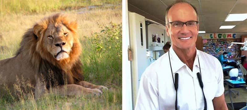Zimbabwe Officials Say Walter Palmer Had Legal Authority to Kill Lion