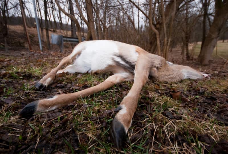 “Zombie” Virus Kills Hundreds of Deer across Washington, Idaho