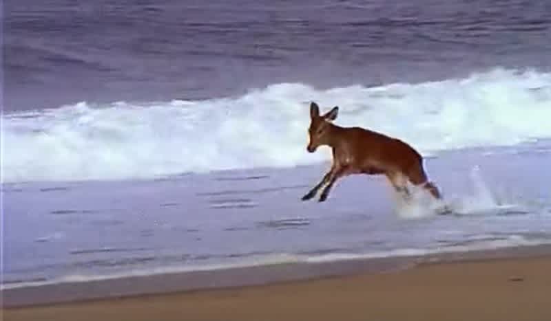 Video: Deer Freaks Out Seeing the Ocean for the First Time