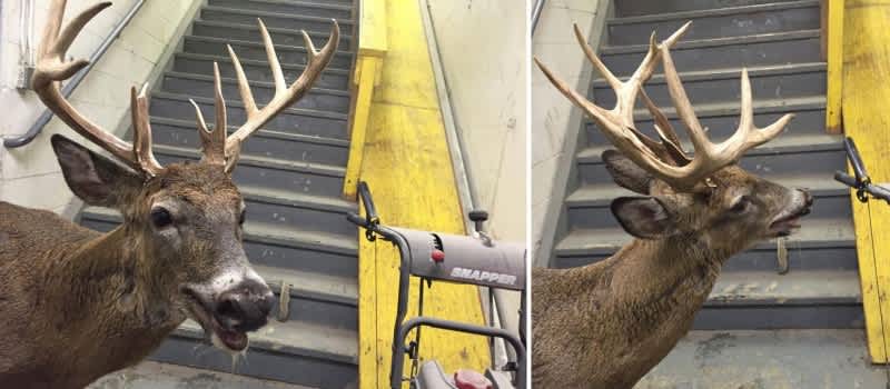 13-point Buck Wanders into Michigan Body Shop, Smiles for Camera