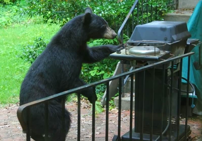 20 Examples of Bears Doing Human Things
