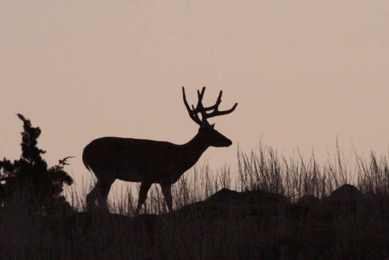 5 Things You Must Know about the Rut’s Peak Breeding Phase