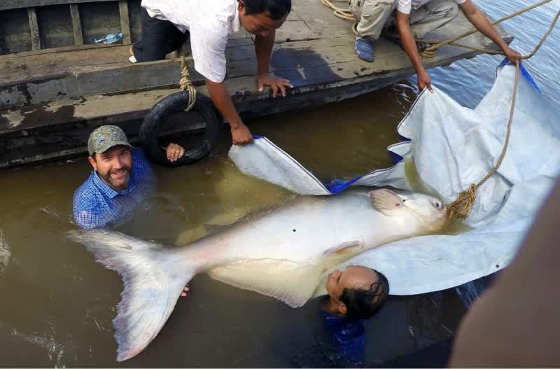 Anglers in Cambodia Land Rare Mekong Giant Catfish