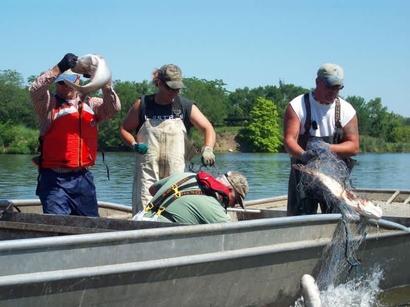 Asian Carp Found Closer to Great Lakes