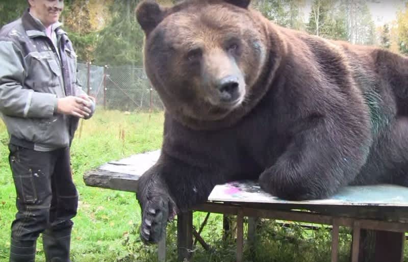 Video: Bear Makes “Art” by Painting with Its Paws