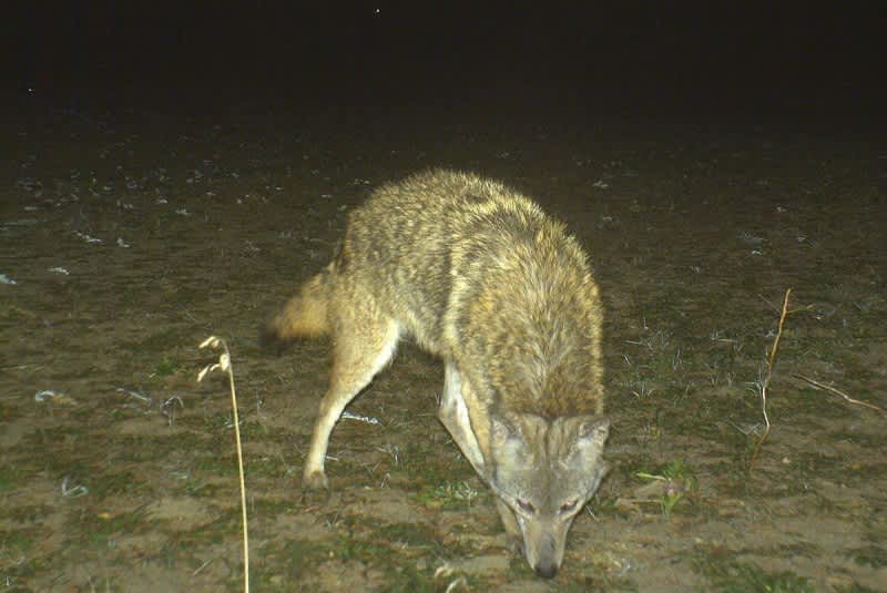 Controlling Coyotes to Protect Deer Hunting: Part 2
