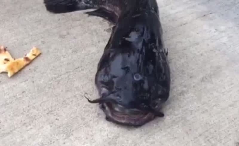Angler Claims to Have Caught Three-eyed Catfish in Brooklyn