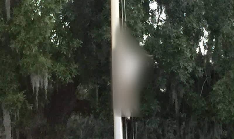 Florida High School Prank Ends with Deer Hung on Flagpole