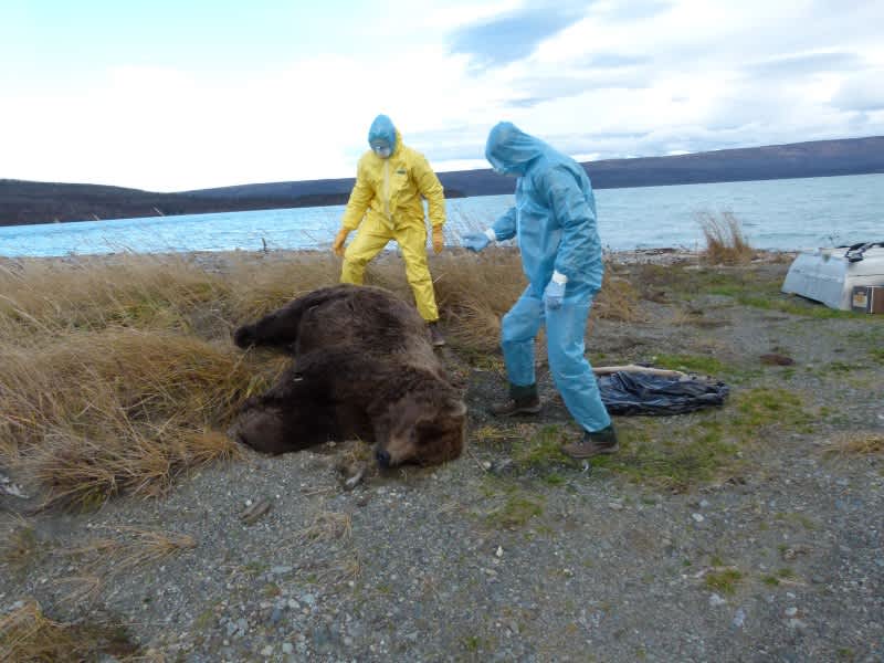 Federal Officials Investigate Case of Bears Dropping Dead in Katmai