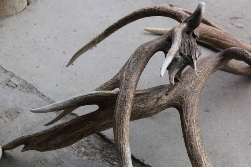 Man Accused of Attacking Wife with Elk Antlers