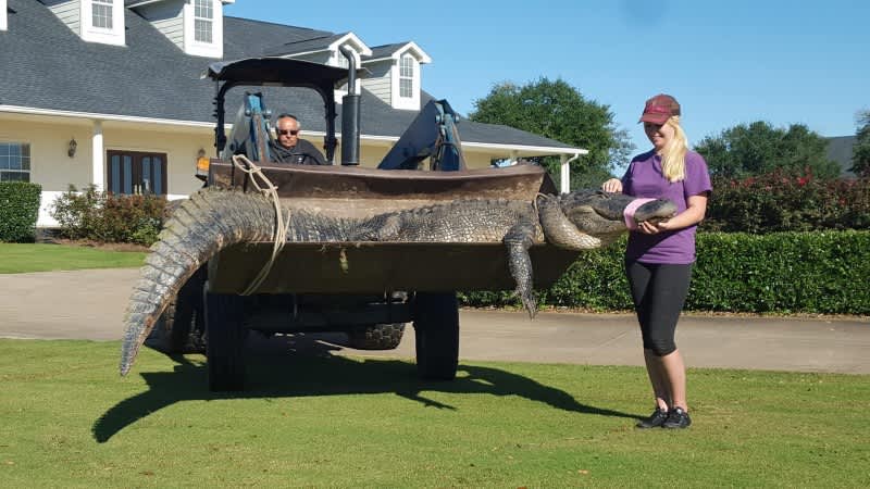 Massive One-eyed Gator “Chubbs” Captured in Florida Golf Course