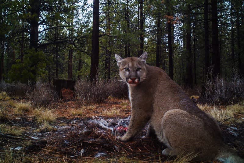 Mountain Lions May Return to the Midwest Sooner Than You Think