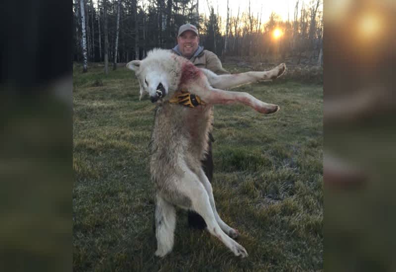Massive Wolf Rumored to Have Been Shot in Michigan Actually from Canada