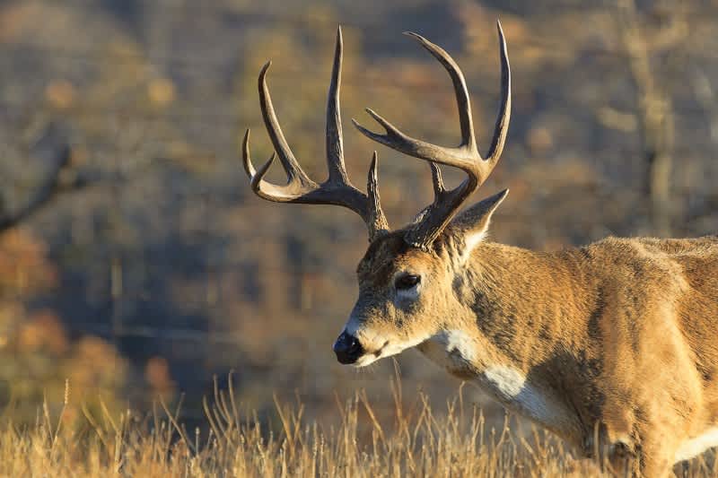 Quiz: How Well Do You Know Whitetail Deer?