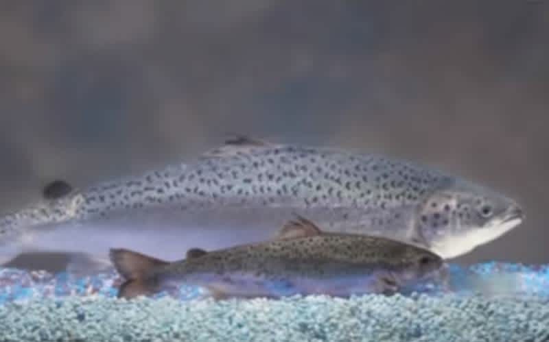 Salmon the First Genetically Modified Animal Approved for Human Consumption