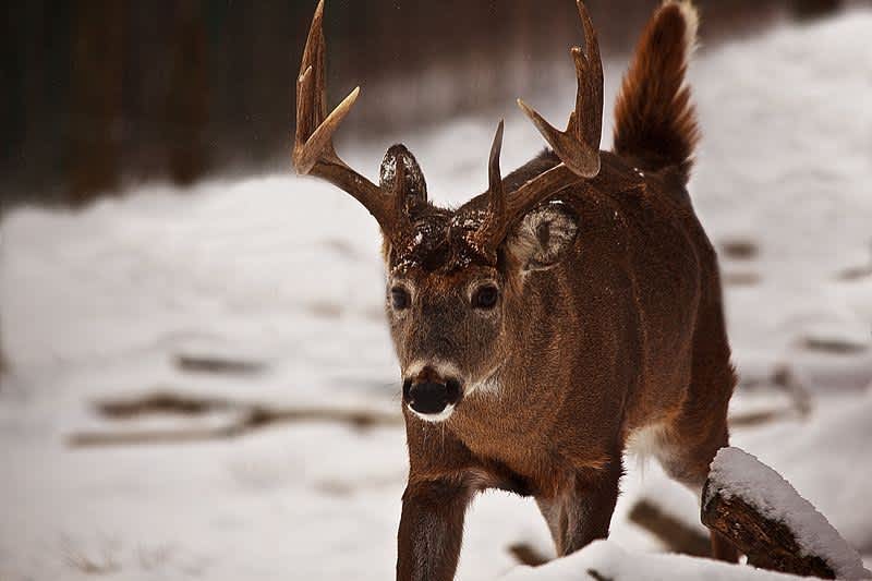 Unexpectedly High Snowfall in Midwest May Be Good for Hunters