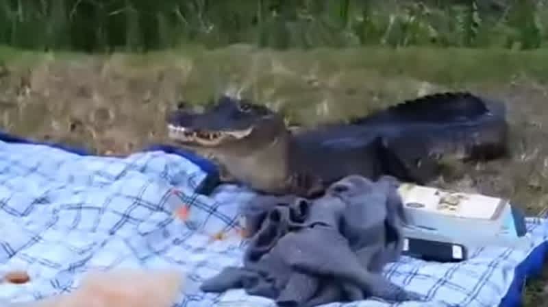 Video: Alligator Steals a Sandwich from Florida Student’s Picnic