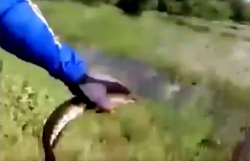 Video: Angler Gets Bitten by Snake During Fish Release
