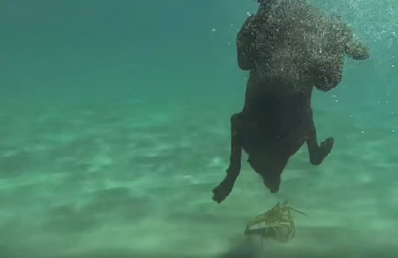 Video: Man Teaches His Dog to Fish for Lobsters