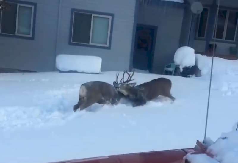 Video: Bruiser Bucks Duke It Out in the Snow