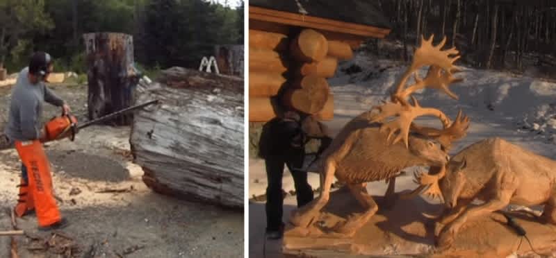 Video: Chainsaw Sculptor Carves Fighting Caribou from Tree