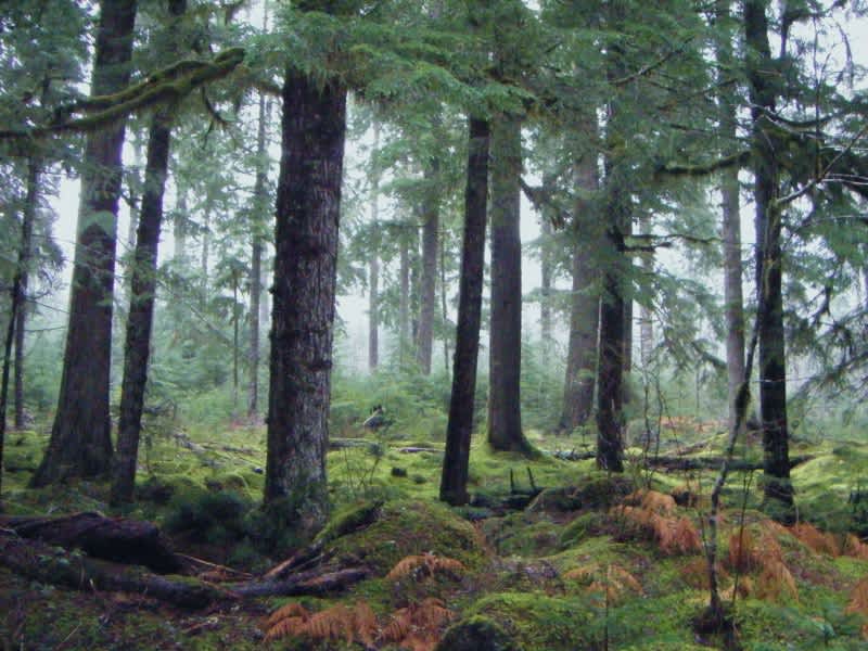 Video: Creepy Footage of Forest Floor “Breathing”
