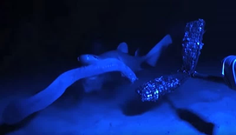 Video: Deepwater Hagfish Chokes Shark with Its Slime