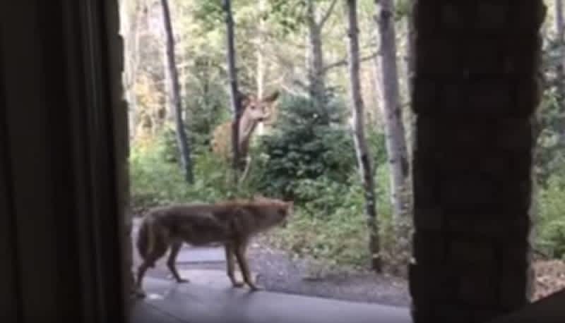 Video: Deer Chases Down, Scares Off Lone Coyote