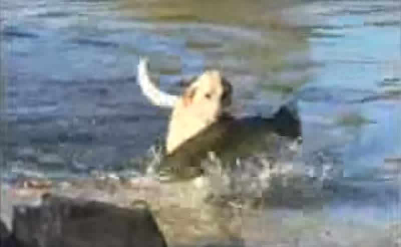 Video: Dog Swims Through River to Catch Giant Salmon