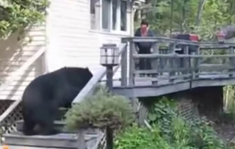 Video: How to Get a Black Bear off Your Property