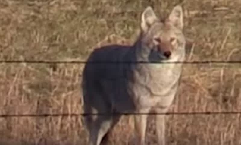 Video: Is This the Largest Coyote Ever Killed on Film?