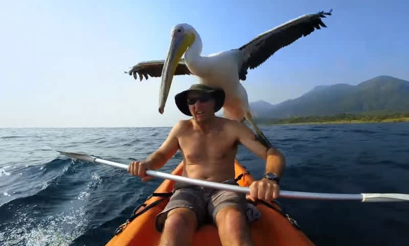 Video: Kayak Angler Teaches Pelican to Fish