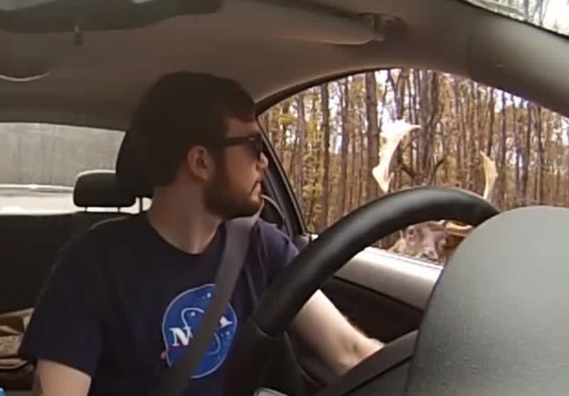 Video: Buck Walks Up to Car Window and Sneezes on Driver